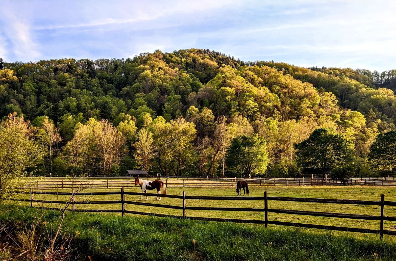 Equestrian scenery from the Leatherwood Mountains listing