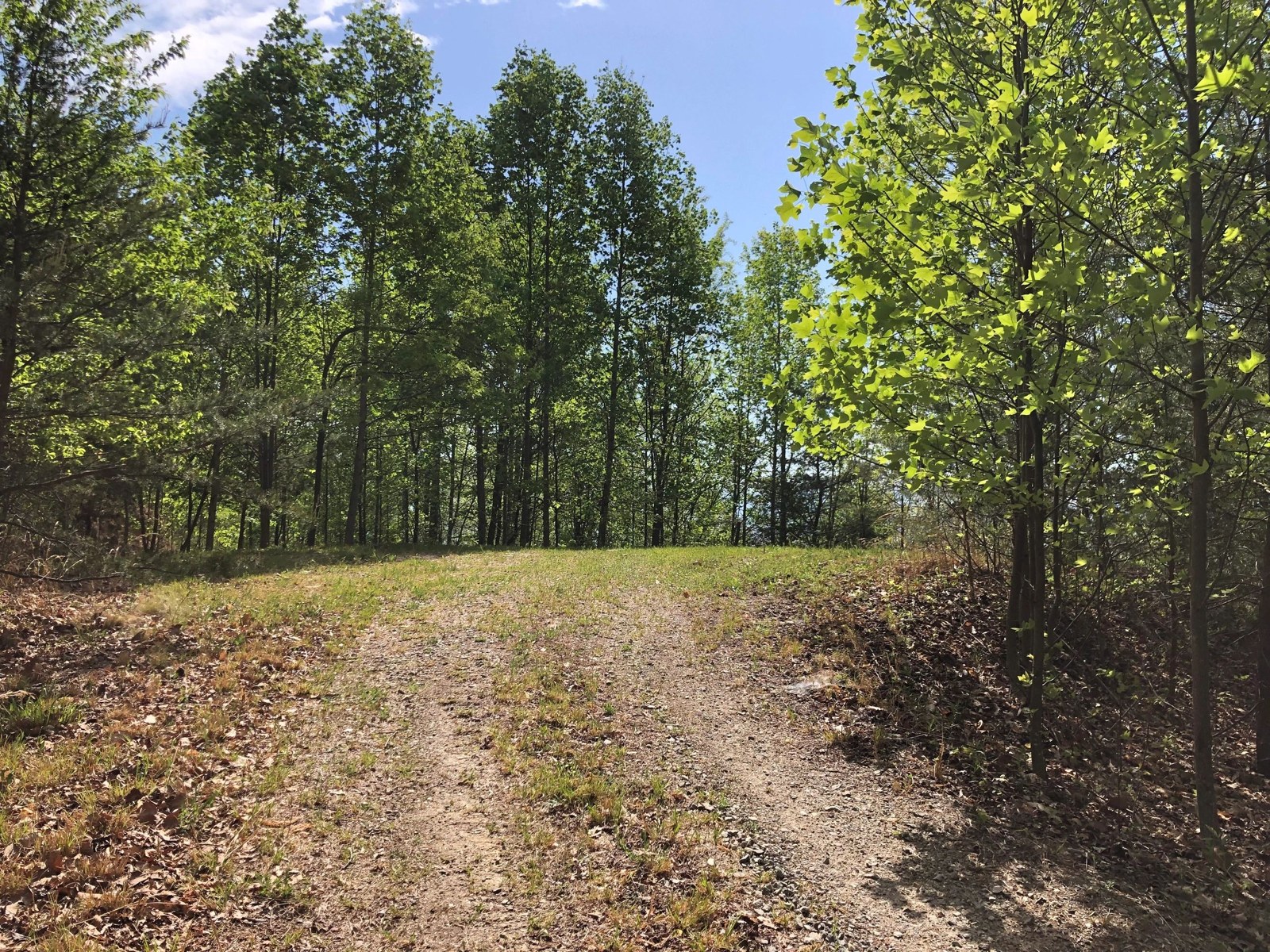 Wooded clearing